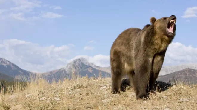 ведмідь гризлі