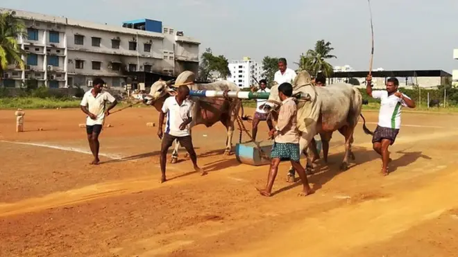పందెం బండను లాగుతున్న ఒంగోలు గిత్తలు
