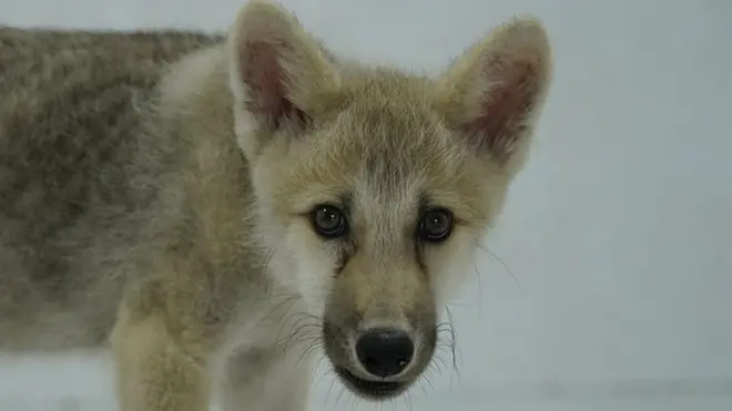 Maya, la primera especie hembra de lobo ártico clonado del mundo