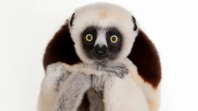 Coquerel-s sifaka (Propithecus coquerel) Houston Zooparkı, Houston Texas © Joel Sartore/National Geographic Photo Ark