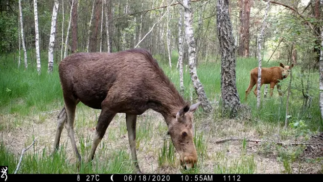 Тварини в Чорнобилі