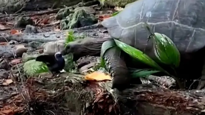 سلحفاة تأكل طائرا