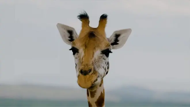 Жираф Ротшильда