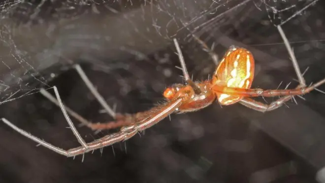 نوع من العناكب يمكن أن يضحي بحياته من أجل الحفاظ على العائلة