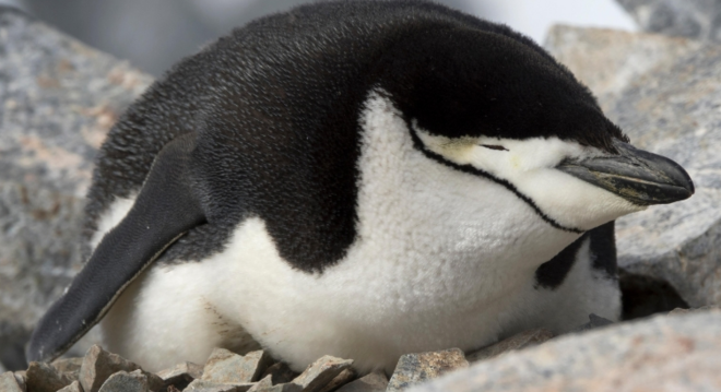 เพนกวินชินสแตรปมีแถบสีดำใต้คาง