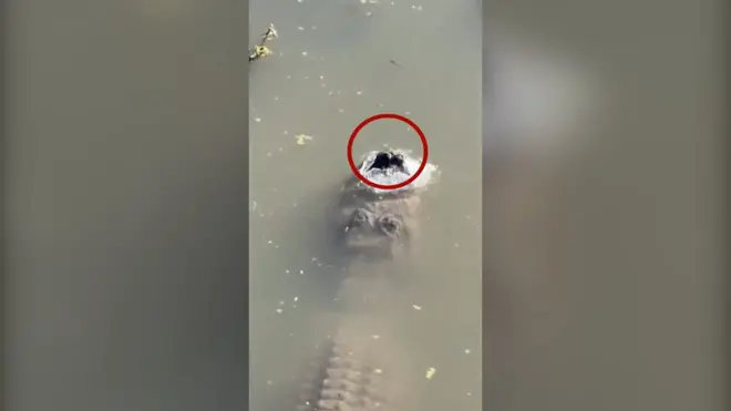 „Samo mu se njuška vidi”: Aligatori tokom zime žive ispod leda