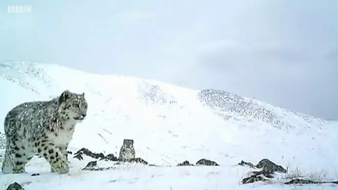 Снігові леопарди