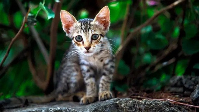 Feral cats can kill wildlife