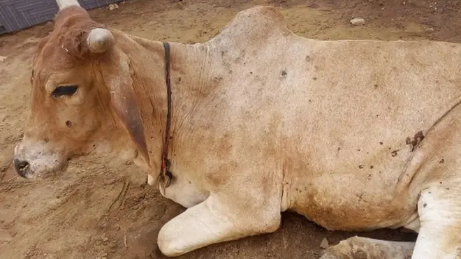 లంపీ వైరస్