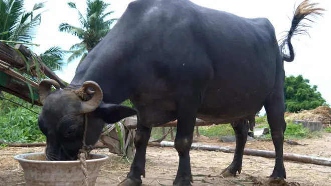 పాడి పరిశ్రమ