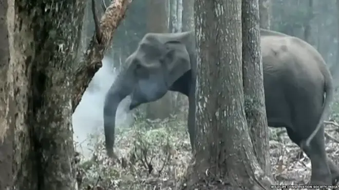 Elephant smoking coal