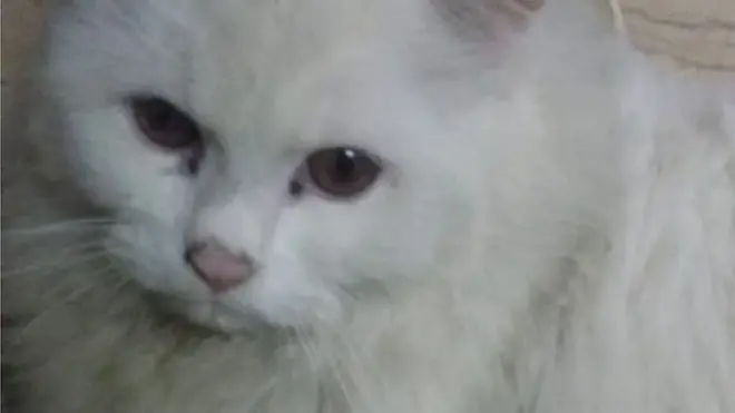 بلے کے مالک امیر عمر چمن نے کہ یہ رشین نسل کا بلا ہے جو انھوں نے آٹھ ماہ قبل لاہور سے 70 ہزار روپے کا خریدا تھا