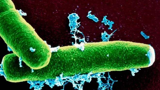 Бактерия сибирской язвы