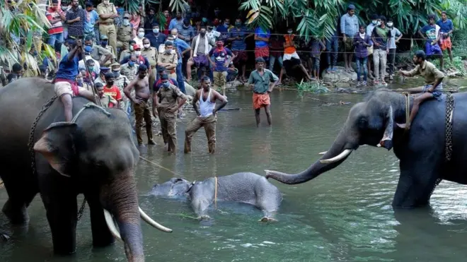 ဆင်မဟာ ကာရယ်လာပြည်နယ်အတွင်းက မြစ်တမြစ်အတွင်းမှာ သေဆုံးခဲ့