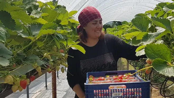 woman picking strawberries