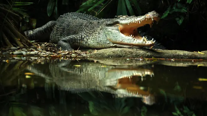 علامتی تصویر