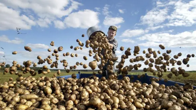 Картопля на полі