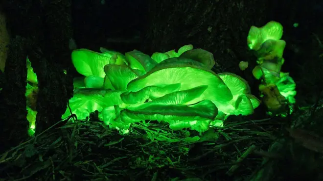 Imagem noturna de criaturas bioluminescentes na Austrália, com luzes verdes