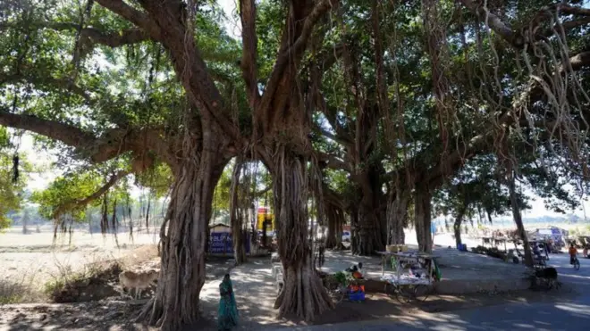 చెట్లకు పింఛన్