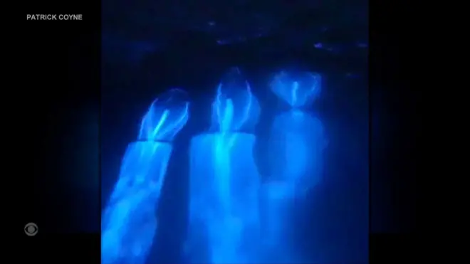 التألق البيولوجي "الساحر" الذي يجعل البحر يضيء باللون الأزرق ليلا