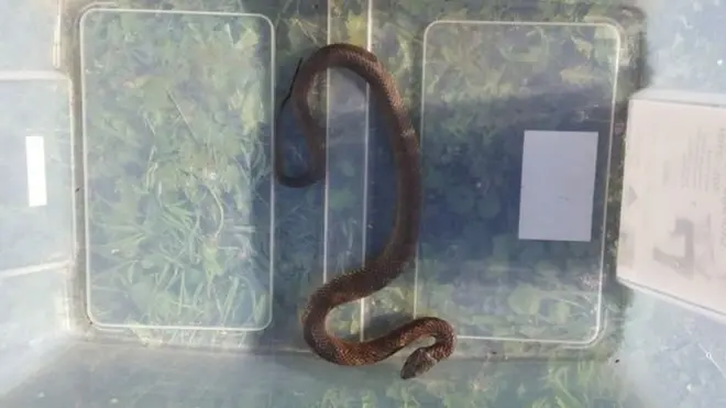 Bizning porno spermani ogizdan olib tashlamasdan yutadi