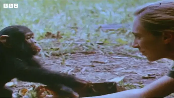 グドール氏とチンパンジーが向かい合っている