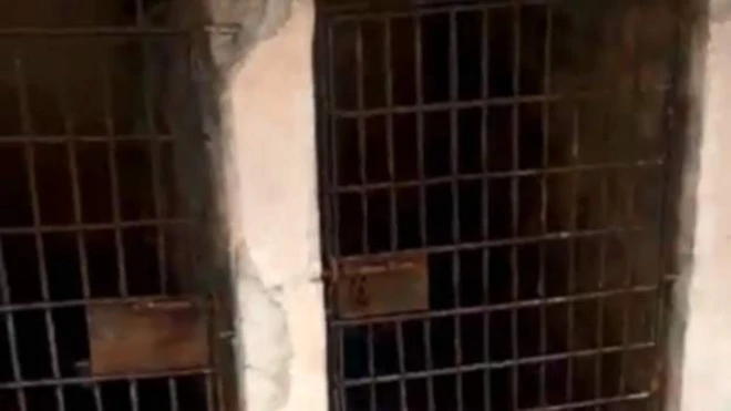 Mucichi godo kana keessa tokkootti cufame ture