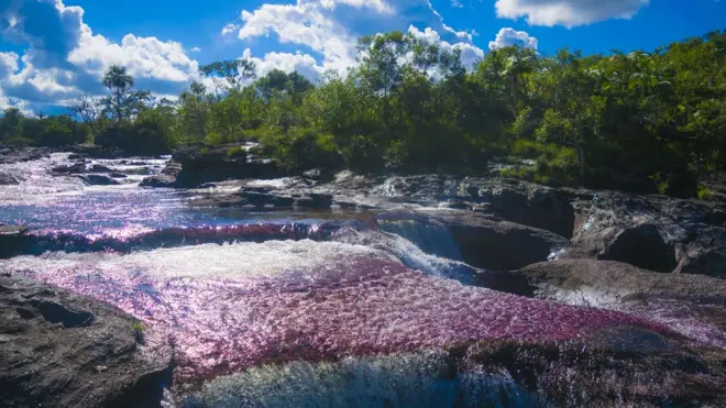 Las plantas acuáticas son las que le dan al agua una gran variedad de colores.