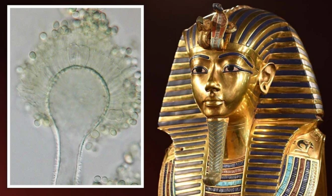 ภายในสุสานและที่ร่างของมัมมี่อาจมีเชื้อรามรณะแฝงอยู่