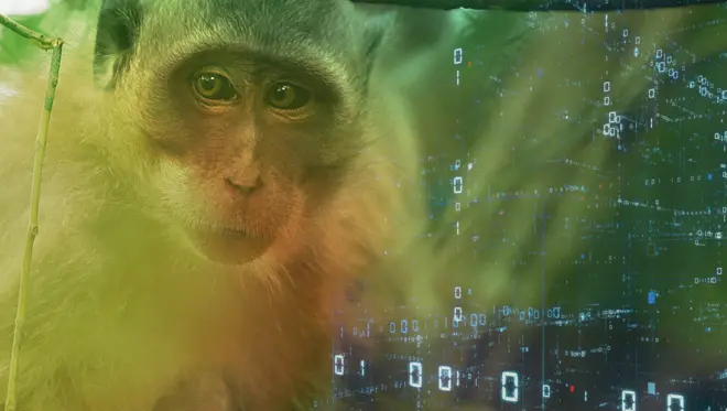 Мајмуница Мини