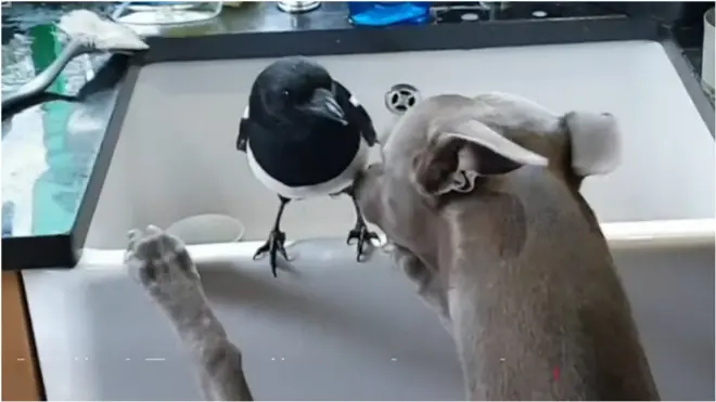 пес і сорока