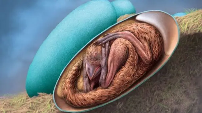 Artists impression of the dinosaur in the egg all curled up