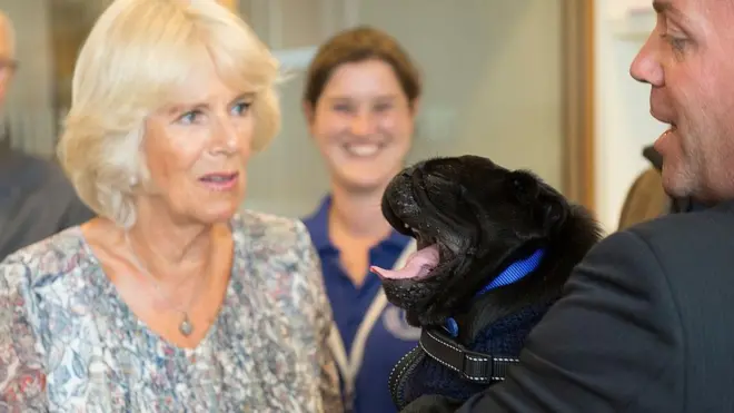 Этот бульдог при всем желании не сможет зевать так же долго, как и окружающие его люди