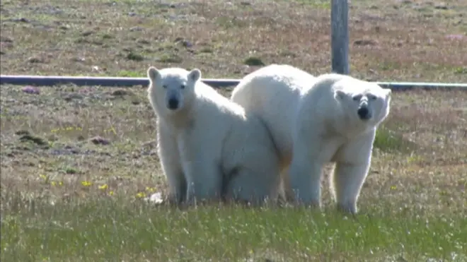 ロシア北端バイガチ島のフョドロフ気象観測所の近くにホッキョクグマ5頭が住み着いている。