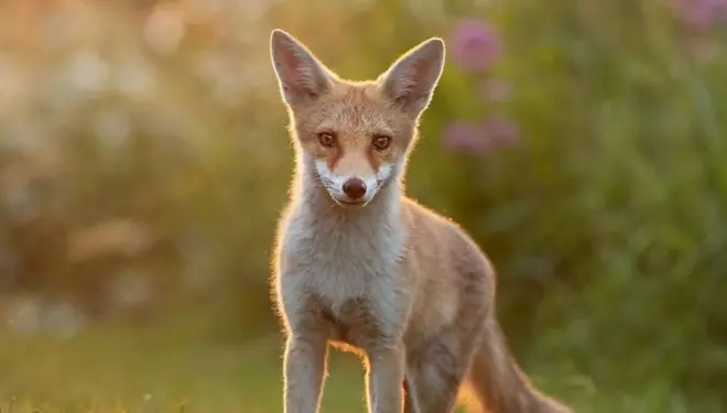 จิ้งจอก