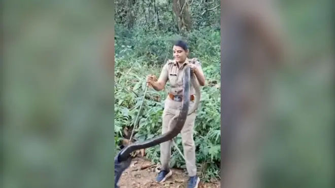 Šumarka uhvatila kobru dugačku šest metara u Indiji