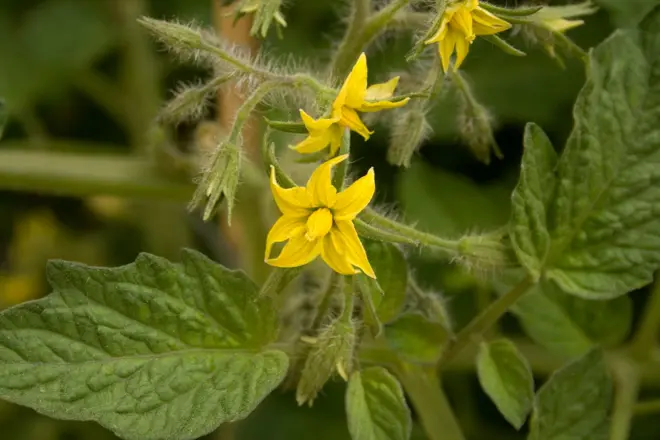 Помидор гули