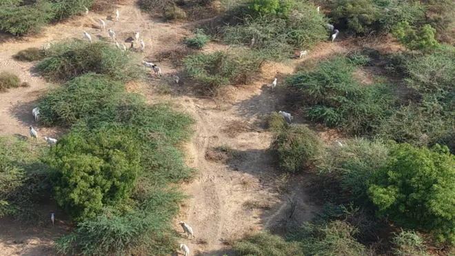 అడవి ఆవులు, నల్లమల అడవులు, కృష్ణా పరీవాహ ప్రాంతం.