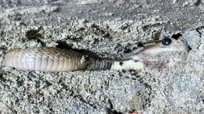 Әйелдердің сперматозоидпен жабылған өкшесі