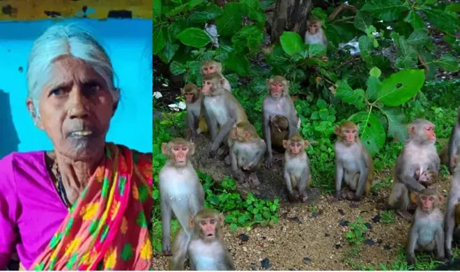 కోతుల బెడద 