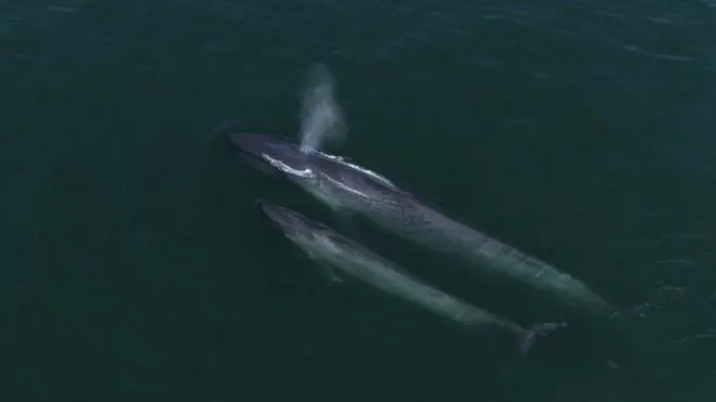 Madre y cría de ballena azul.