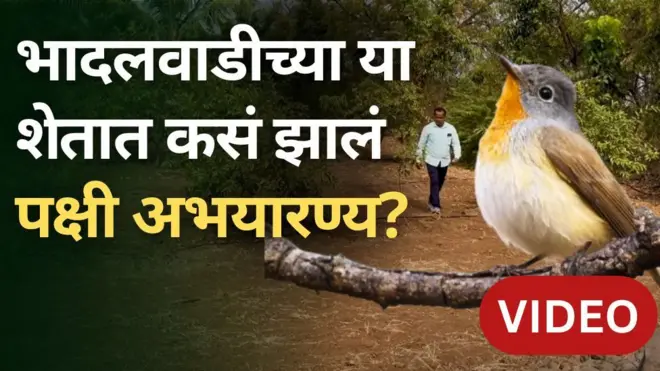 पुण्यात पक्षी अभयारण्य