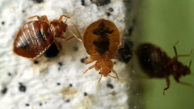 سه ساس از نمای نزدیک