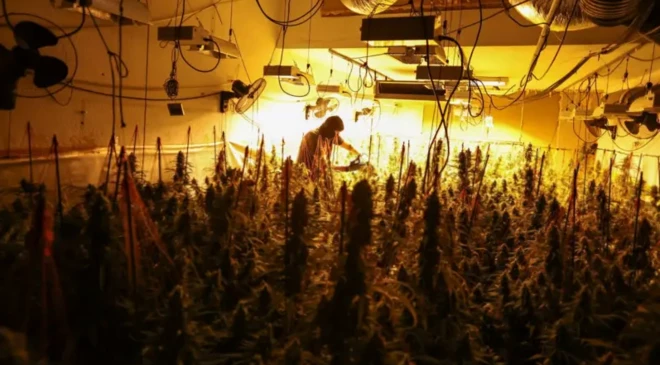 د ورانکار ډلې د بریتانیا په تشو ودانیو کې د مخدره توکو کرکېله کوي.