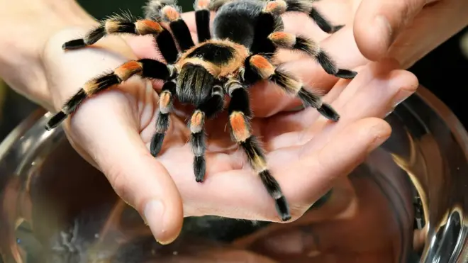 паук на ладони