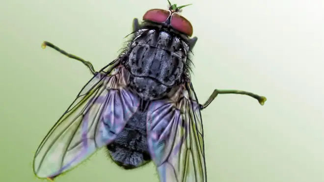 पावसाळा सुरू झाला की हजारो माश्या येतात तरी कुठून? 