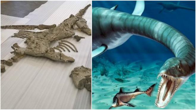 Fóssil de plesiossauro foi descoberto em 2004 em pedreira na Inglaterra/criaturas teria dominado os marers há mais de 150 milhõe de anos