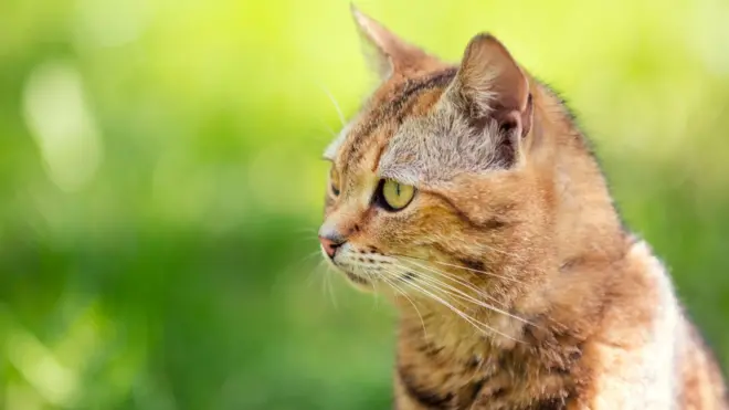 Stock image of cat outdoors