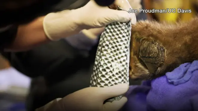 جلد السمك لعلاج الحروق