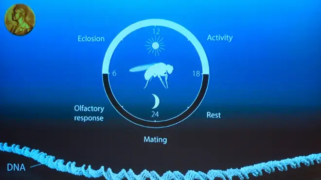 Los científicos descubrieron el mecanismo molecular del reloj biológico estudiando el fenómeno en la mosca de la fruta.